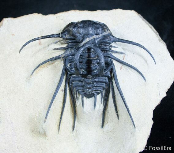 Wild Looking Dicranurus Monstrosus Trilobite #2992